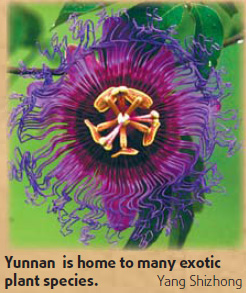 Where flowers, grass dance to your tunes