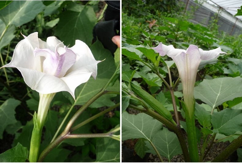 Hybrid variety derived from Datura metel L. and Datura stramonium L.