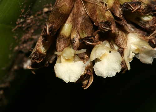 Agrostophyllum planicaule,A New Record of Orchidaceae from Yunnan,China