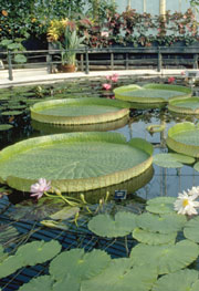 Addressing the threat to biodiversity from botanic gardens