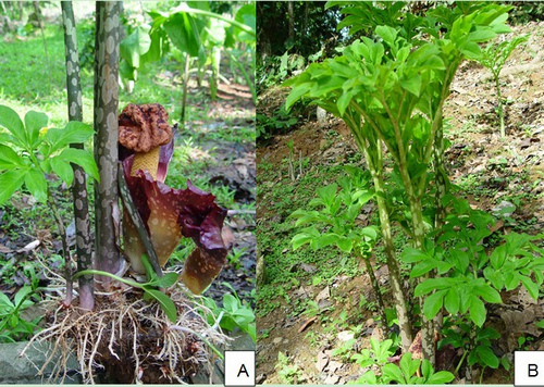 Amorphophallus paeoniifolius “Yellow’, a new cultivar in southern Yunnan