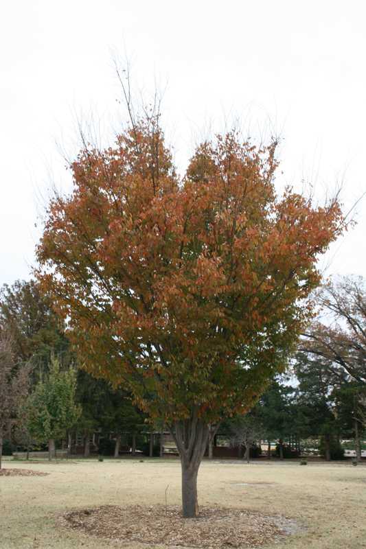 General recommendations for conservation of relict trees via living ex situ collections