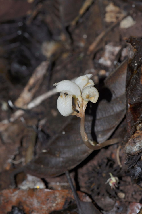 Gastrodia albidoides (Orchidaceae: Epidendroideae), a new species from Yunnan, China