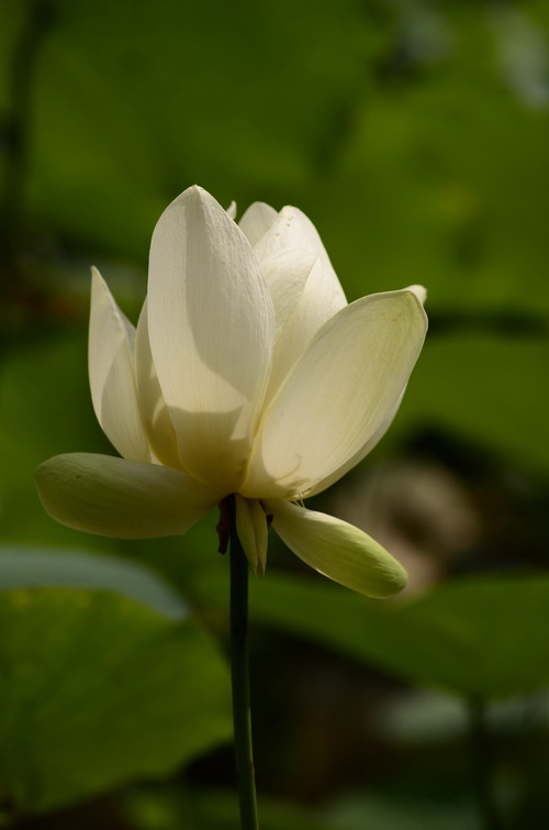 White lotus flower