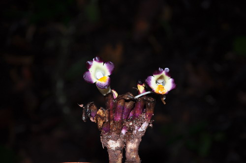 A newly recorded species of Christisonia from China