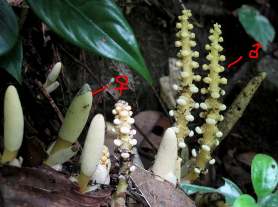 <em>Balanophora latisepala</em>, a new record of Balanophoraceae from China