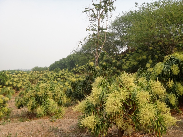 Cambodian dragon trees in bloom