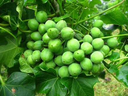 XTBG plays important role in collection and research of bioenergy plant.doc