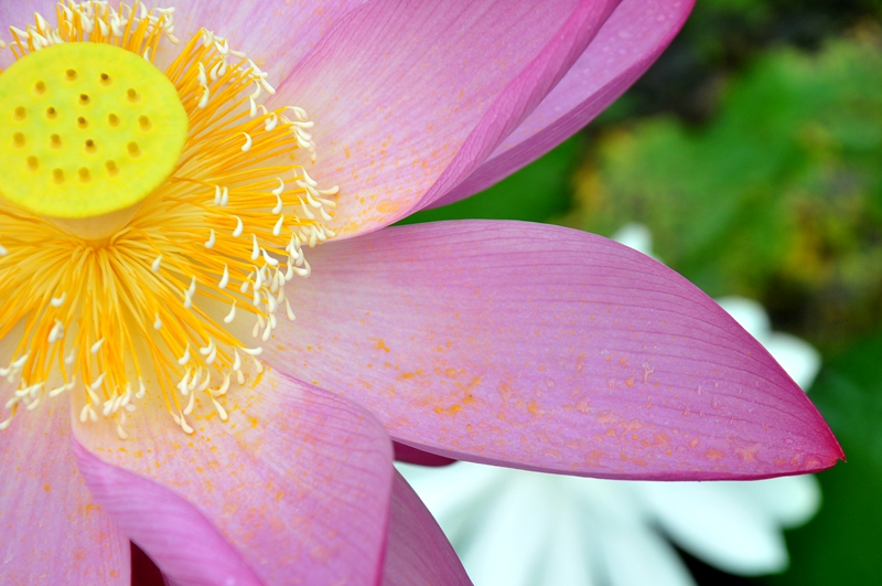 Watch water lilies grow in XTBG