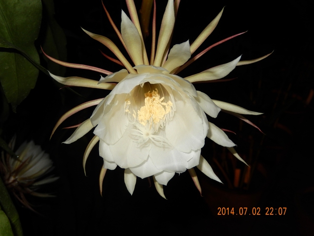 Orchid cactus blooms in Xishuangbanna Tropical Botanical Garden