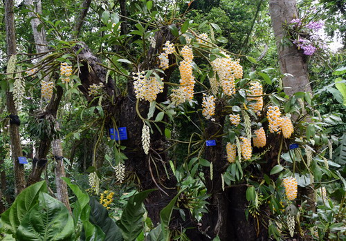 Come to enjoy natural orchid show in XTBG