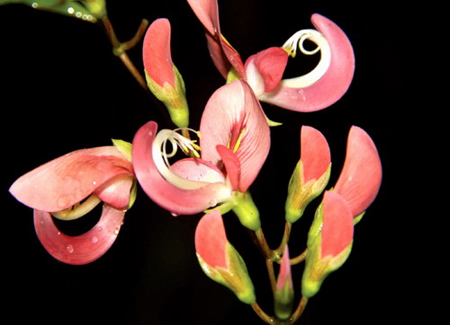 Pueraria stracheyi, a new synonym to Apios carnea (Fabaceae)