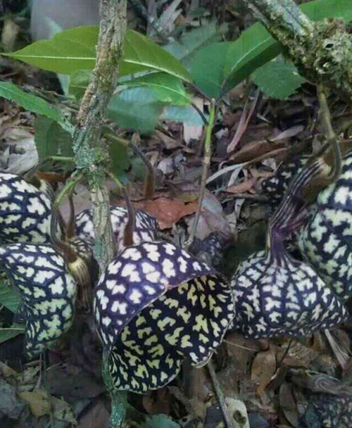 Aristolochia petelotii found in Xishuangbanna