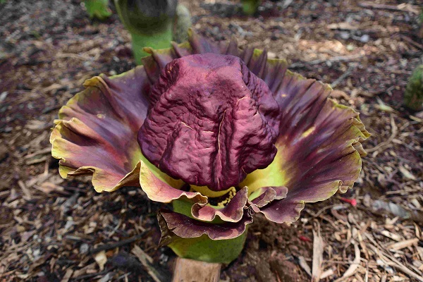 Amorphophallus virosus N. E. Br in bloom