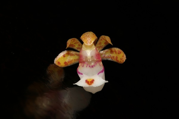A new orchid species found in Yunnan