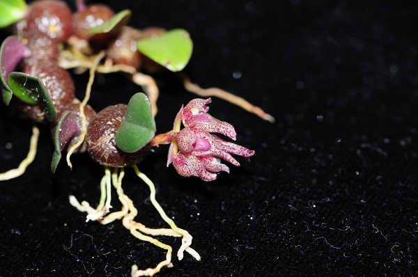 A new species of orchid found in Jingdong, Yunnan