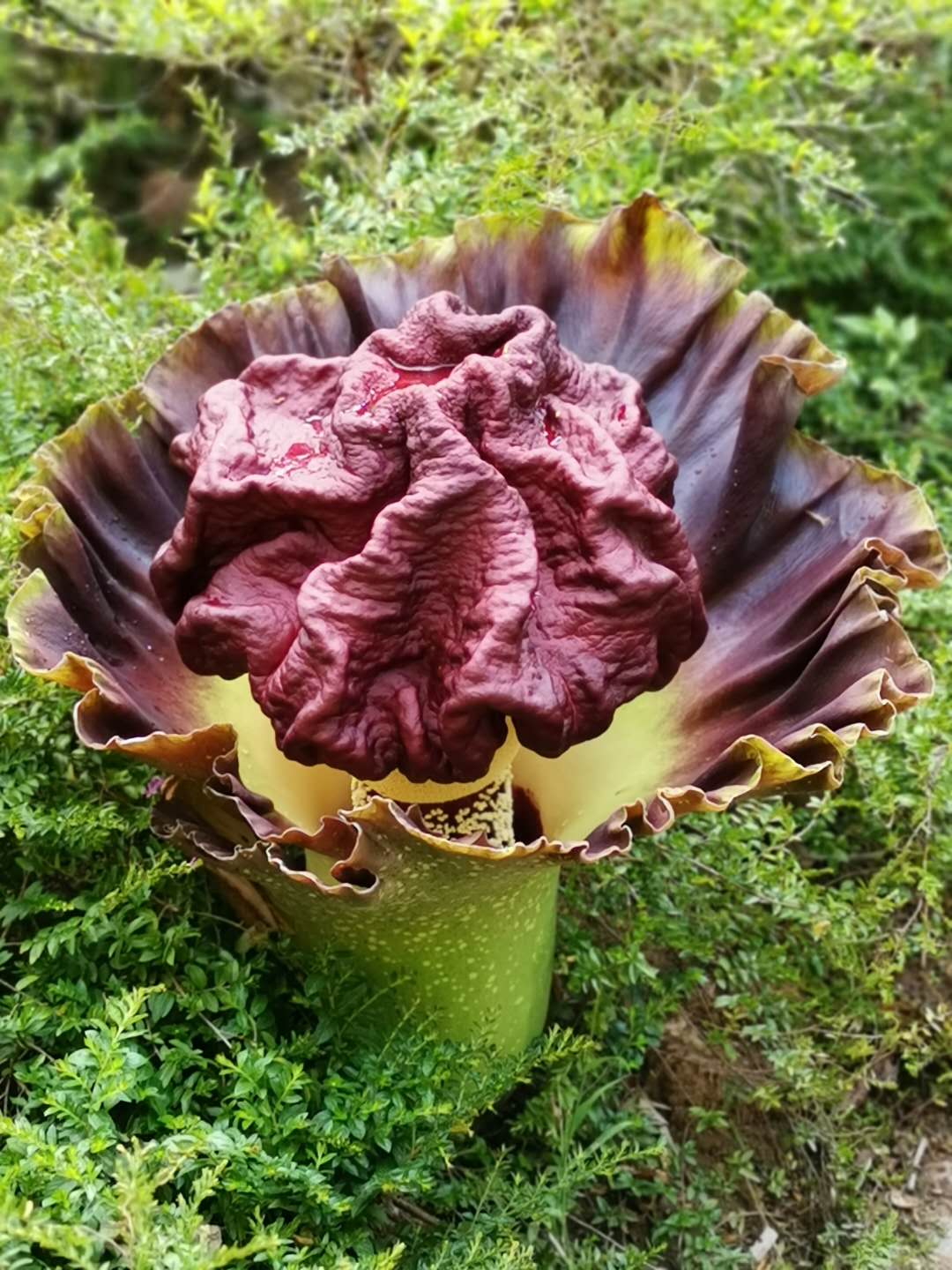 Amorphophallus paeoniifolius is in bloom at XTBG