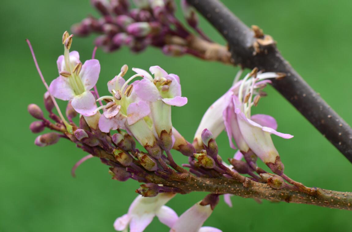 Wightiaceae: A new plant family in Lamiales reported by Chinese botanists