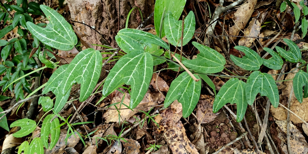 Passiflora xishuangbannaensis reintroduced to the wild
