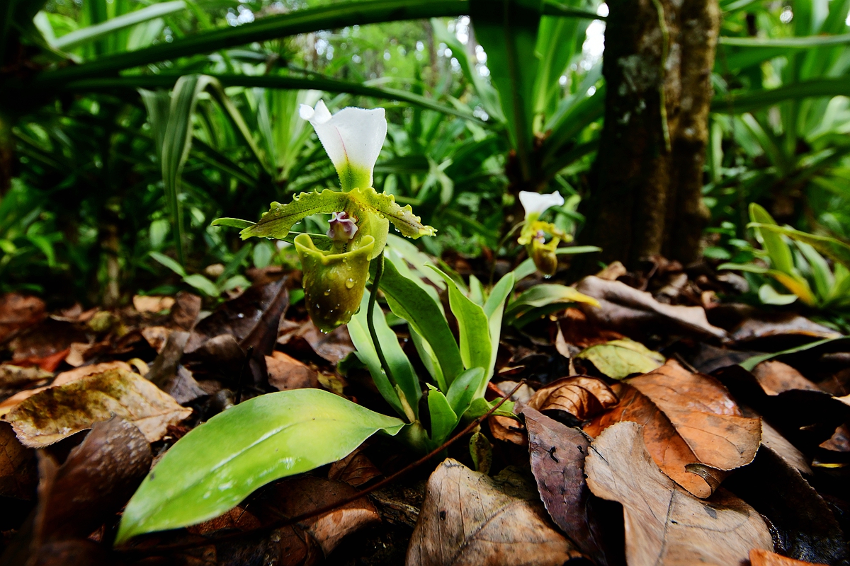 Paphiopedilum spicerianum comes to bloom at XTBG
