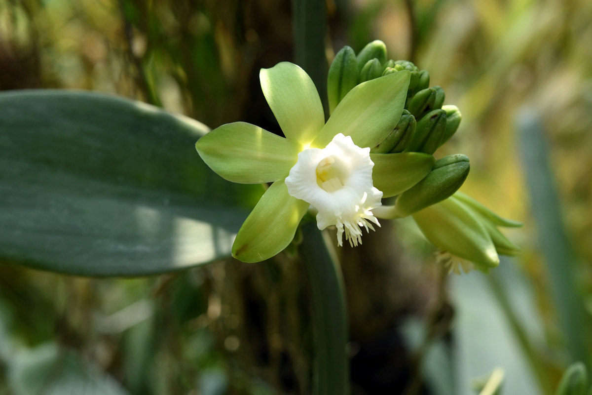 In pictures: Blossoms brightening Xishuangbanna 8