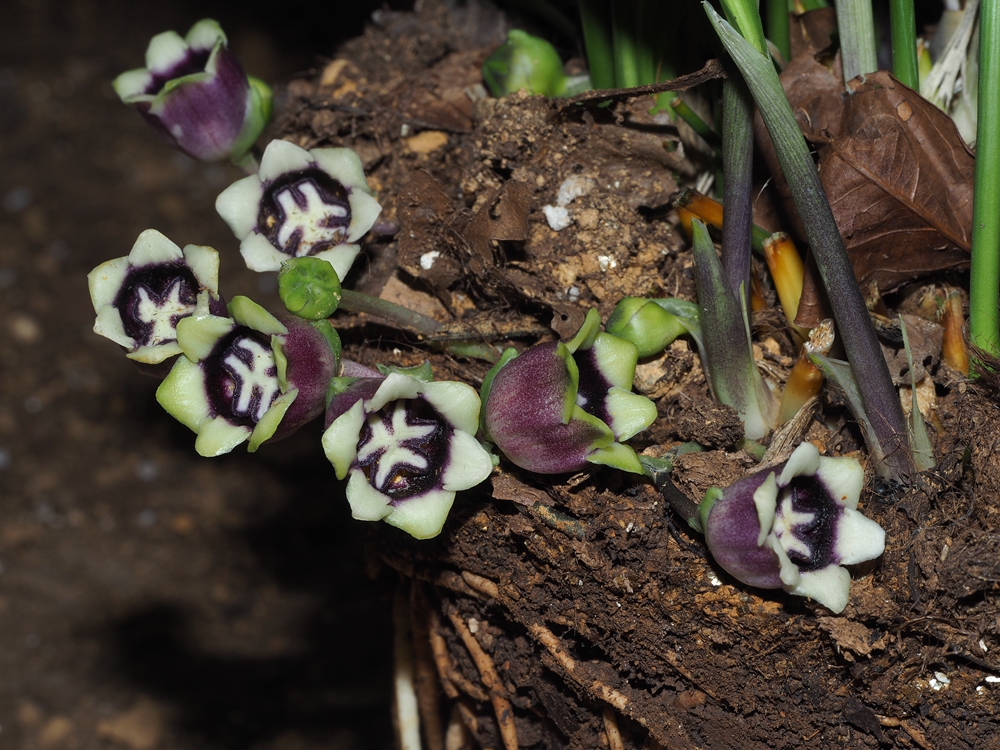 A new species of Aspidistra recorded from Lao PDR