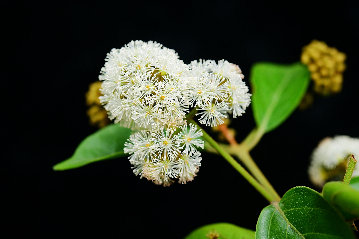 Extremely endangered Plagiopteron suaveolens comes to bloom at XTBG