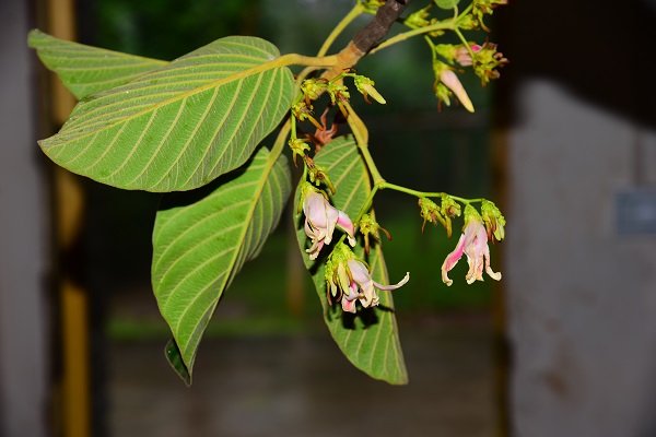 14 Botanic Gardens Awarded Grant to Preserve Global Plant Biodiversity