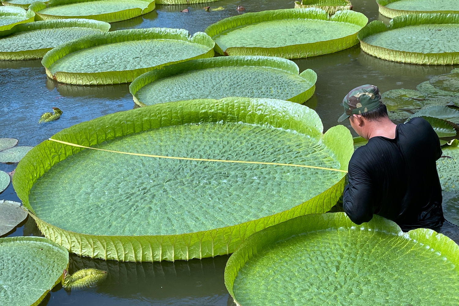 Leaves of Victoria water lily in XTBG reach 1.92 meters in diameter