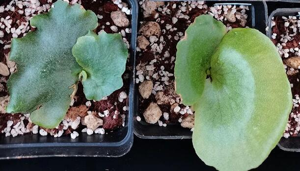 XTBG carries out propagation of rare, endangered, and protected ferns