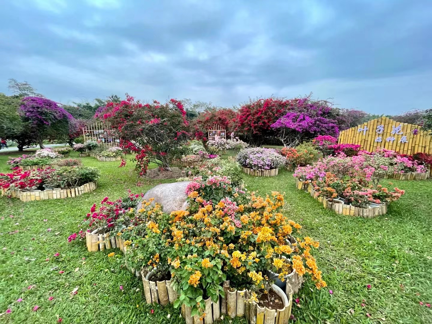 Bougainvillea on display at XTBG