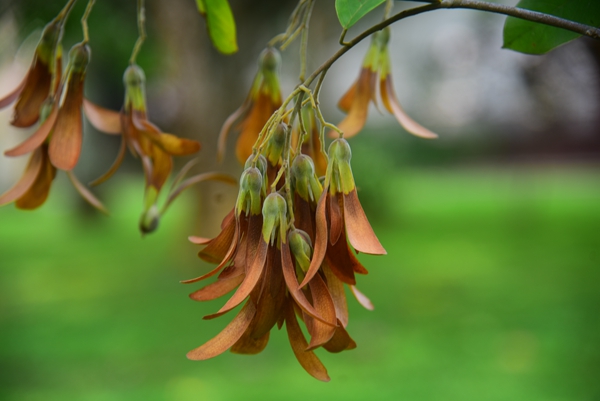 Shorea roxburghii comes to blossom and fruit in XTBG