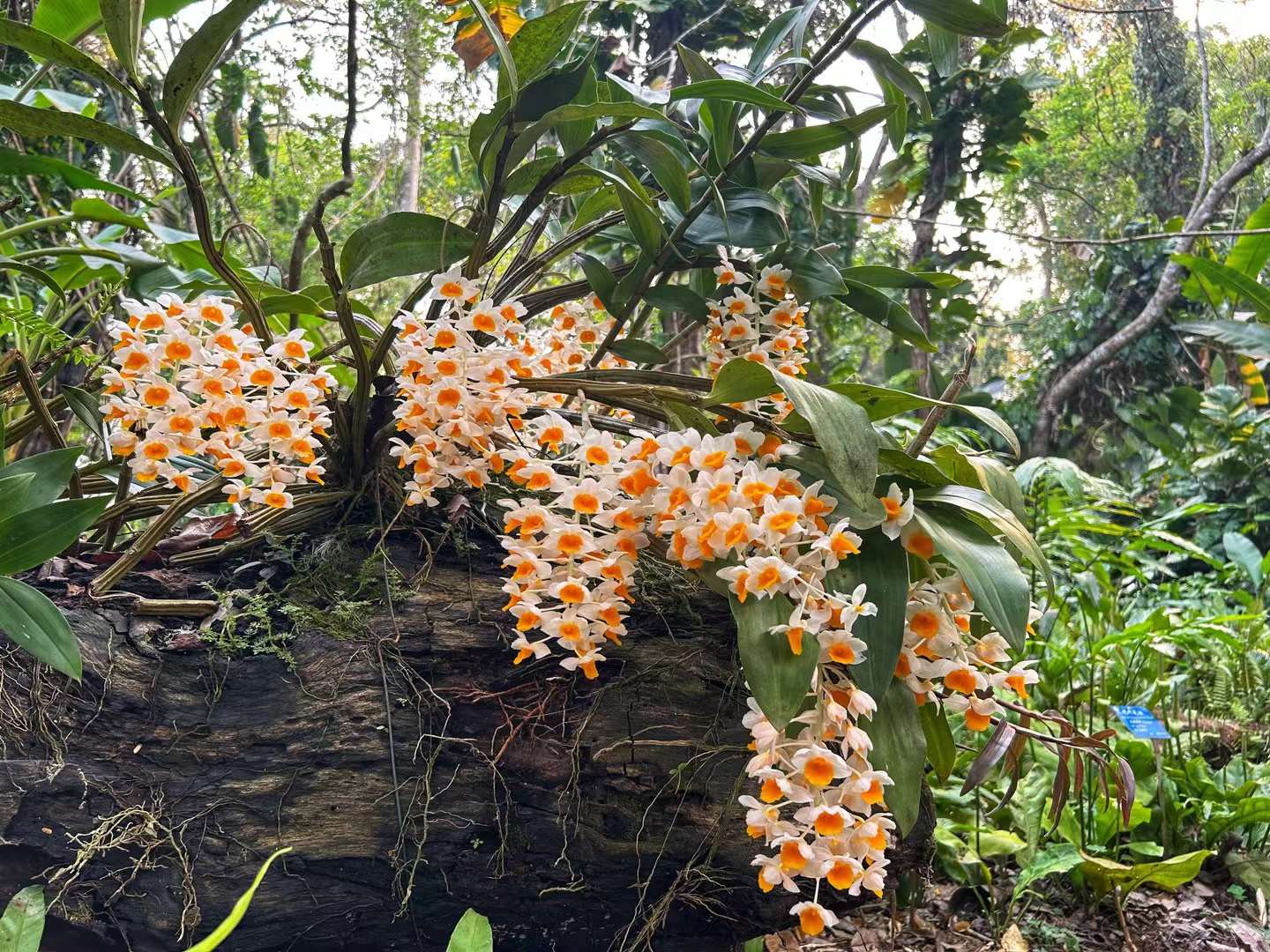 The Orchid Show 2024 at XTBG