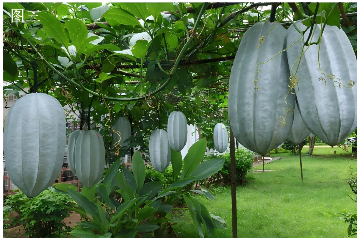 Telfairia occidentalis&nbsp;fruits at XTBG