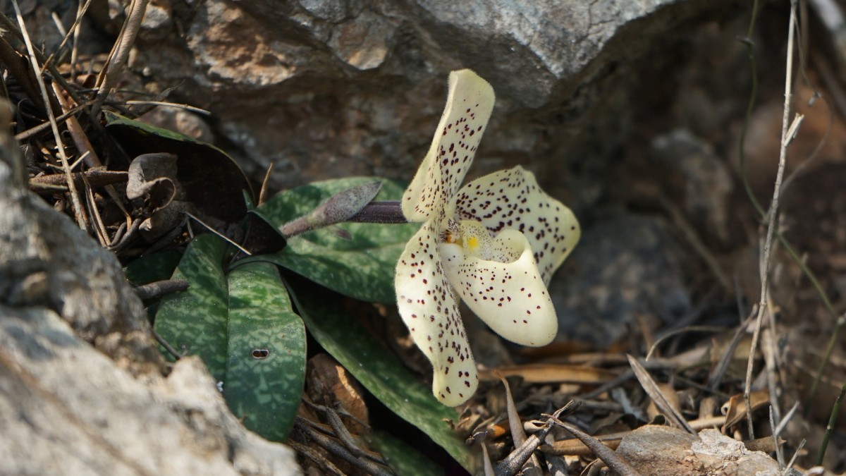 1,000 endangered orchid seedlings reintroduced to the wild