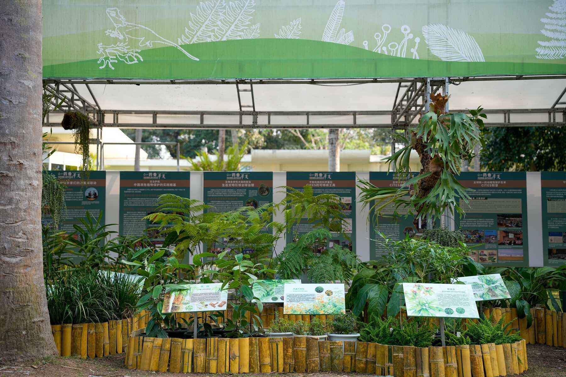 Medicinal and aromatic plants on exhibition