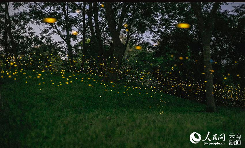 Fireflies light up the night in China's only tropical rainforest reserve