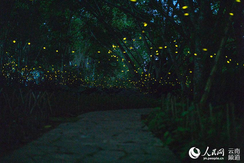 Fireflies light up the night in China's only tropical rainforest reserve