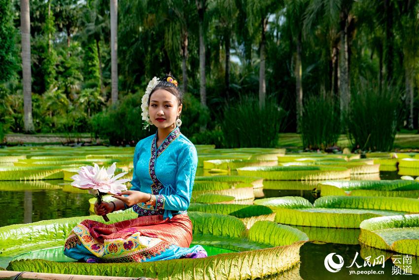 Welcome to Xishuangbanna Yunnan: Leaves of Victoria Water Lily large enough for a person to sit on