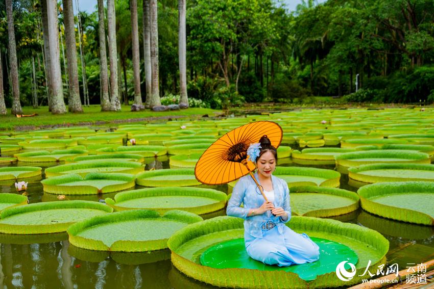 Welcome to Xishuangbanna Yunnan: Leaves of Victoria Water Lily large enough for a person to sit on