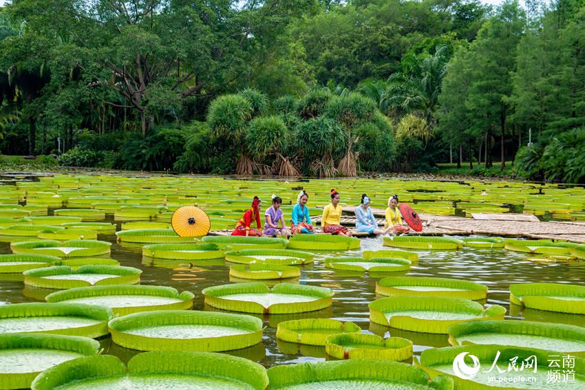 Welcome to Xishuangbanna Yunnan: Leaves of Victoria Water Lily large enough for a person to sit on