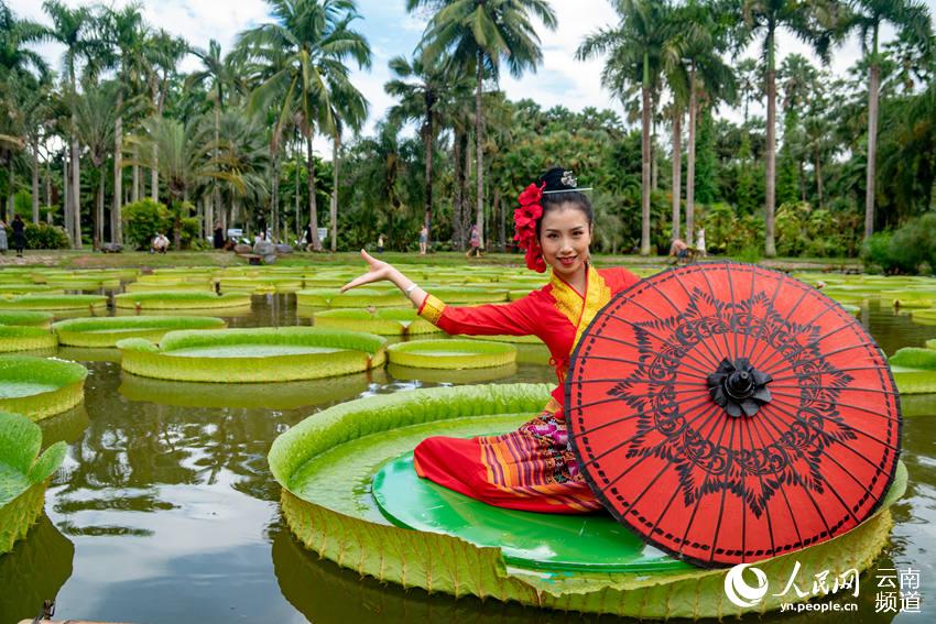 Welcome to Xishuangbanna Yunnan: Leaves of Victoria Water Lily large enough for a person to sit on