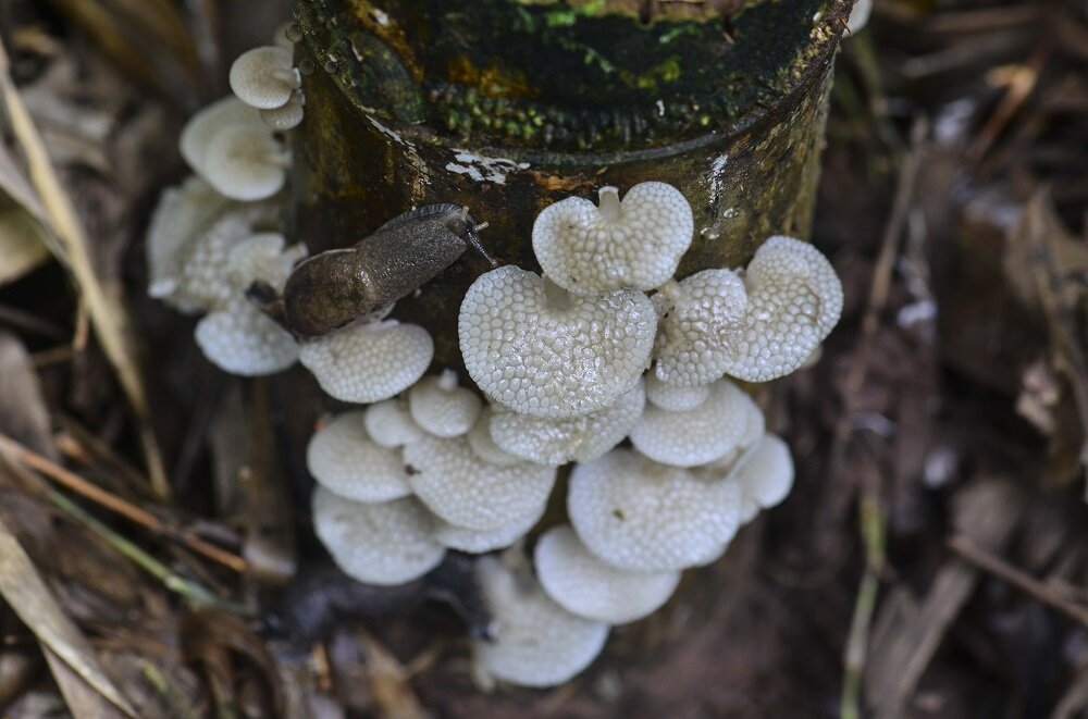 Glowing mushrooms found at Botanical Gardens in Xishuangbanna