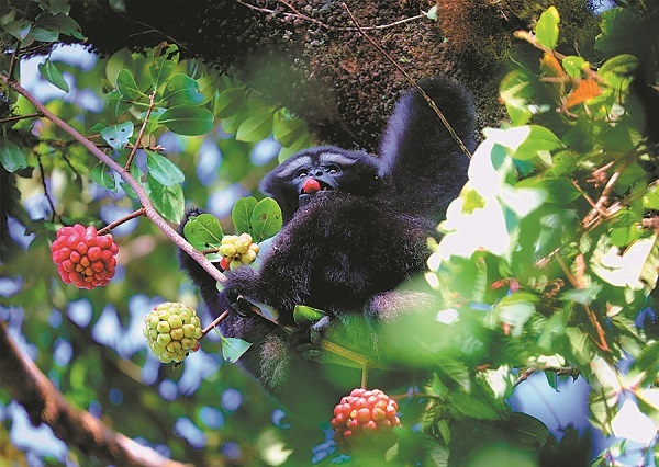 Report shows richness of new species in Yunnan