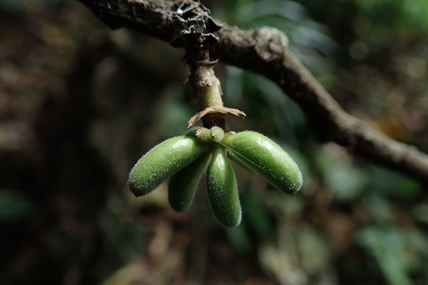 New Trivalvaria species of custard apple family found in southeast Yunnan