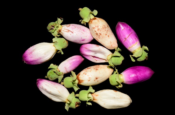 Amphilophium paniculatum