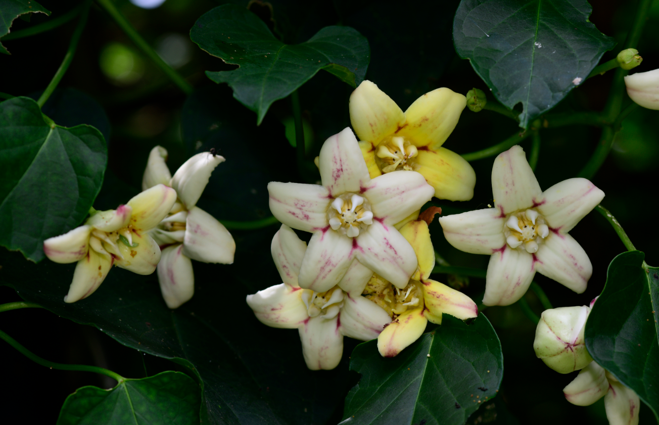 Raphistemma pulchellum