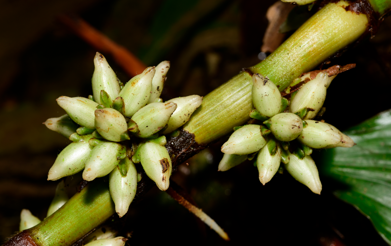 Amischotolype hookeri