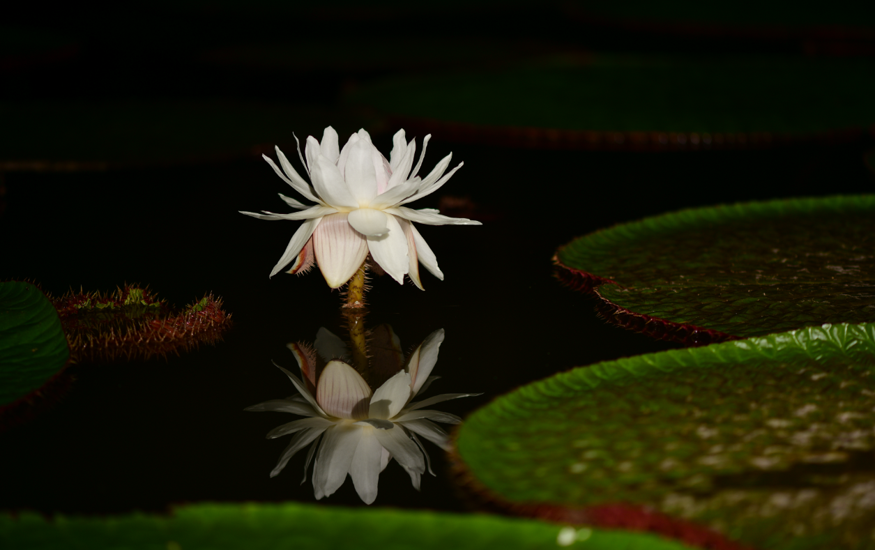Victoria amazonica