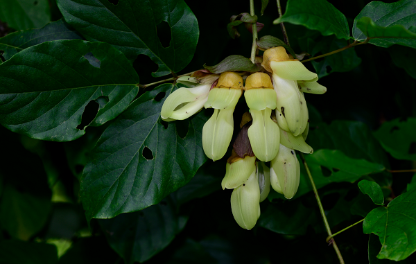 Mucuna interrupta